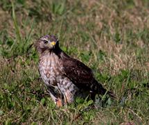 Hawk in Grass