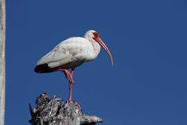 White Ibis Perched