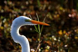 Great Egret (Headshot)
