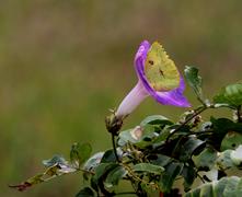 Butterfly in Flower