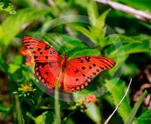 Everglades Butterfly