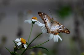 WP Butterfly
