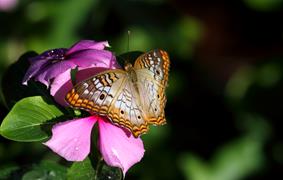 WP Butterfly on Flower