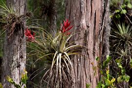 Everglades Bromeliads