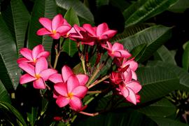 Tropical Flowers 1