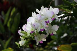 Captiva Orchids