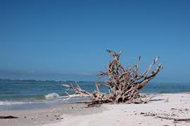 Driftwood Beach 2
