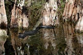 Gator in the Glades 2