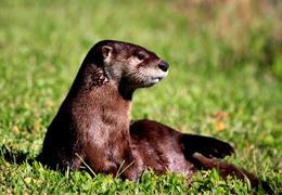 Otter Sunning