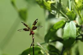Everglades Dragonfly