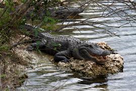 Gator in the Glades 1